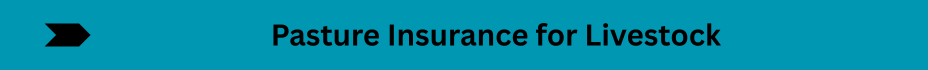 Life Insurance Quotes (13)